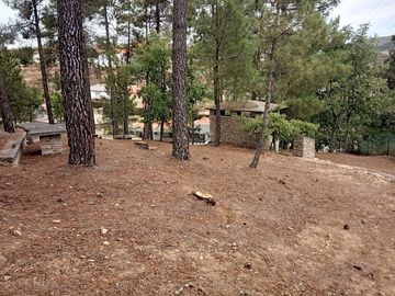 Pitches among the trees