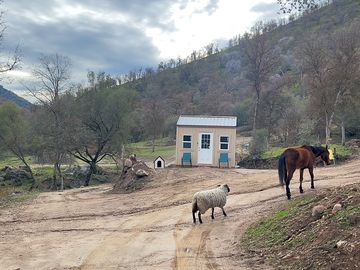 Friendly animals on their daily walks throughout the 72 acre ikigai animal sanctuary