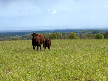 Sussex cows on the farm