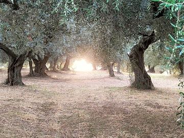 Our olive grove makes people enjoy nature and shade and provides unforgettable views