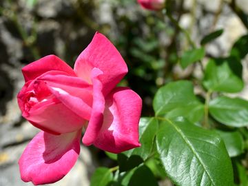 Rose growing onsite