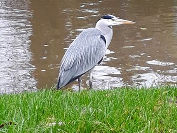 A heron lives on site