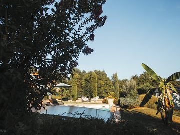 Swimming pool and lush gardens