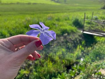 Wildflowers