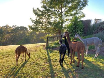 Alpacas in the morning