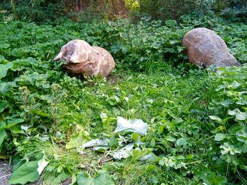 Ornamental pigs on the footpath