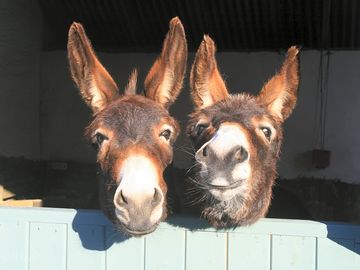 Donkeys