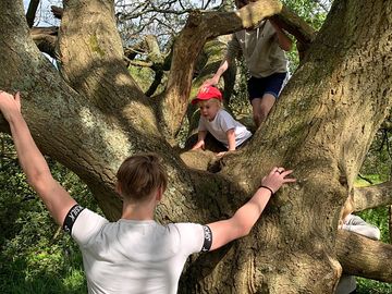Trees to climb