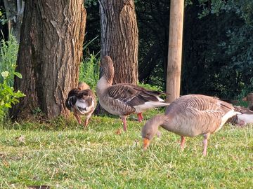 Local wildlife.