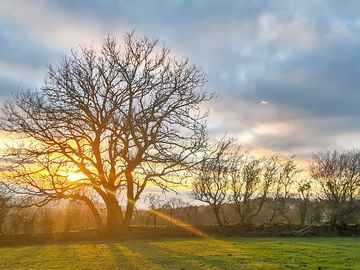 Sunrise over the trees