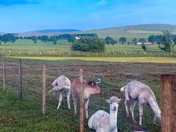 Alpacas on site