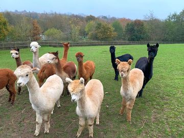 Lovely llamas