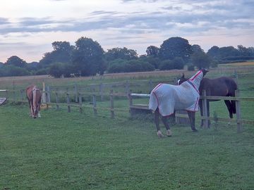 Friendly neighbours!