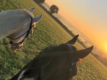 Horses