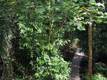 Trail in the jungle