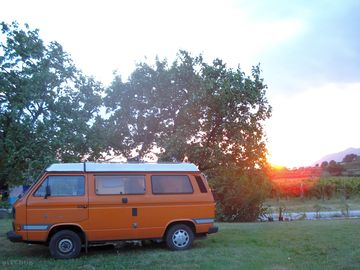 Pitches by the apricot trees