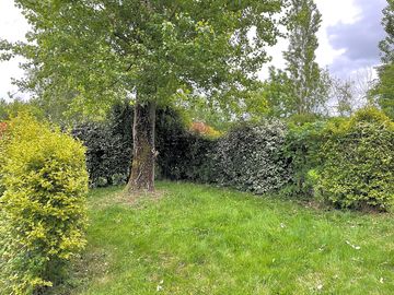 Tree-shaded pitch