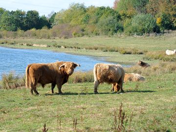 Nature reserve and highland cattle at rother valley country park