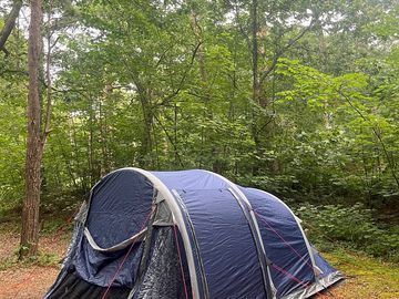 Camping pitch in candleston woods