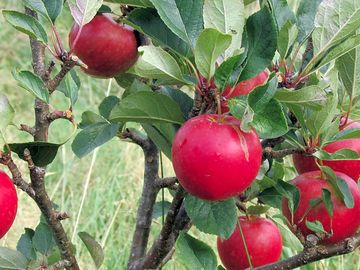 Fruit on the site