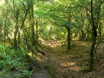 Through the woods
