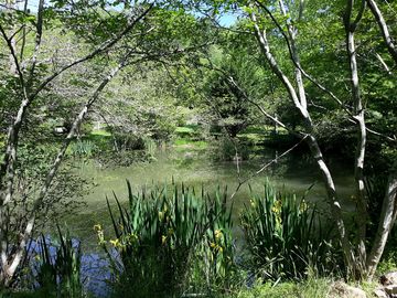 Main pond
