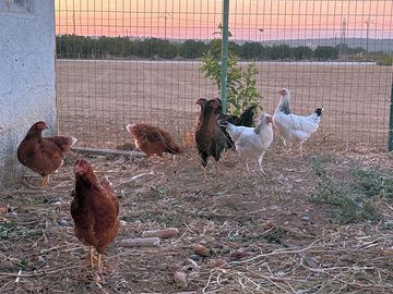 Chickens on site