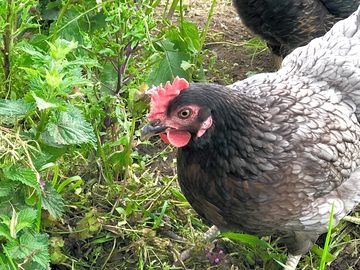 Free-roaming chickens by the house