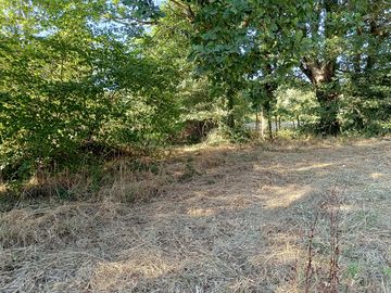 Woodland around the site