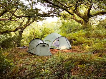 Idyllic Woodland Pitches