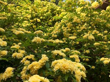 Lady banks roses in spring