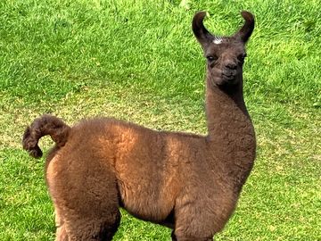Llama