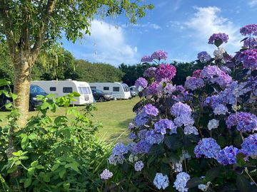 Electric grass pitches