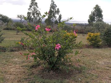 The gardens
