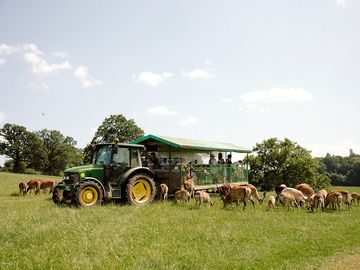 Feed the deer from daily tractor rides, included in your stay