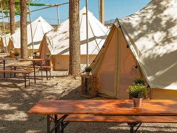 Tents shaded by trees