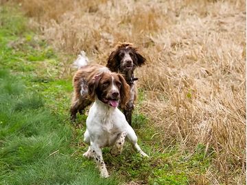 Dogs