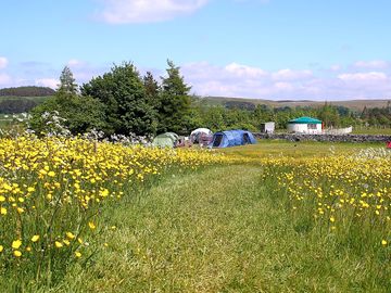 The centre of the camping field is a wildflower meadow