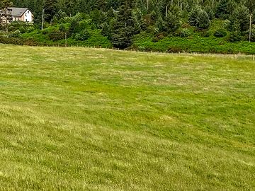 Grass field