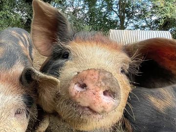 Piggy palace