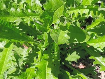 Riconoscimento e utilizzo in cucina delle erbe spontanee