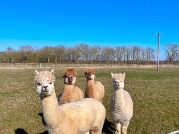 Alpacas on site