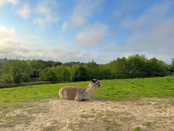 They have alpacas!