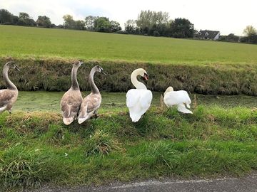 Canada geese and swans on site