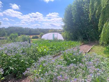 Vegetable garden