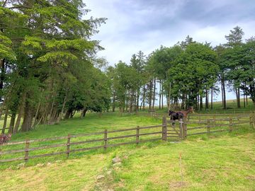 Horse paddock