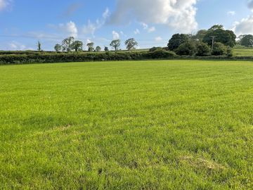 Grassy field