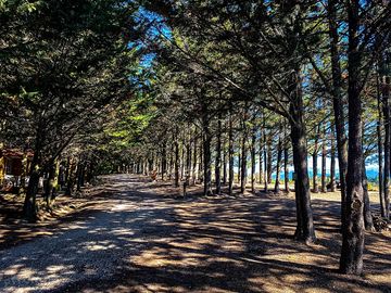 Spacious shaded pitches for tents and caravans