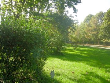 Pitches under the shade of trees