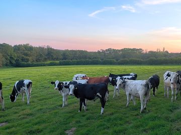 Cows on the working farm